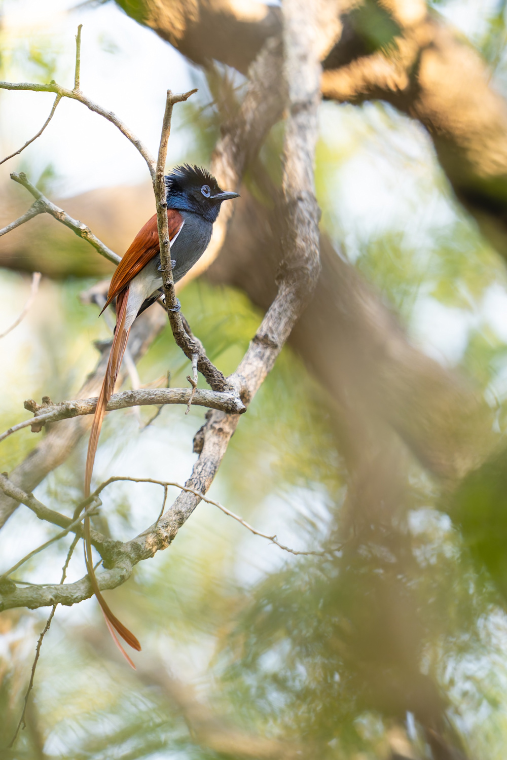 Bird song at dawn
