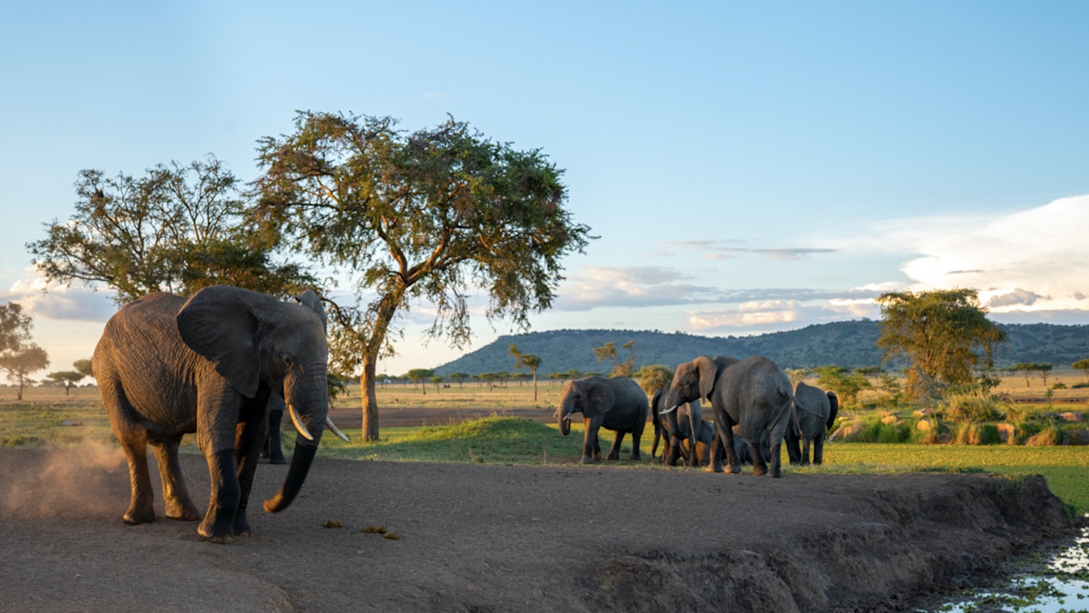 Herd of elephants near watering hole
