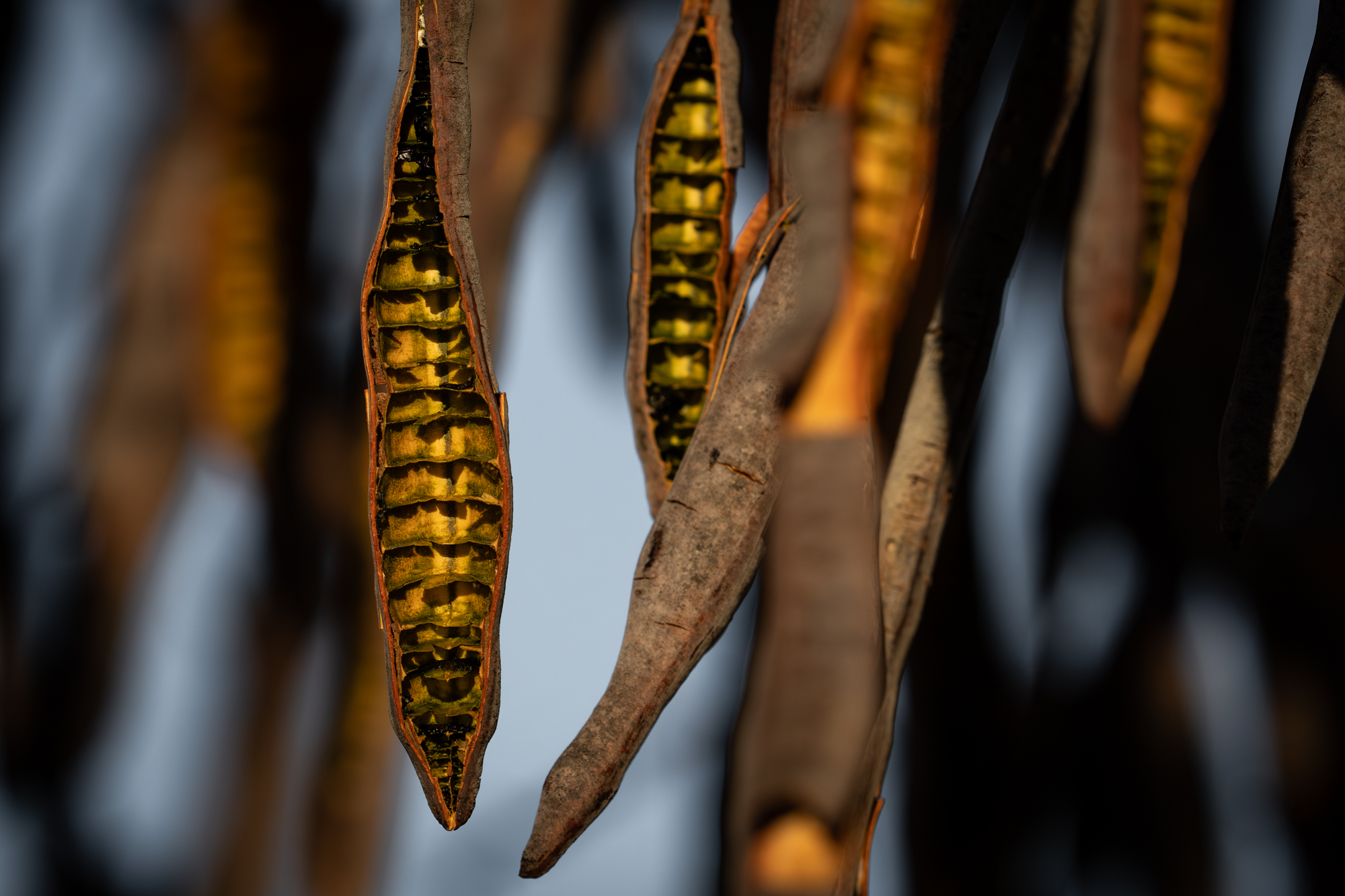 Singita Sabi Sand Pods 