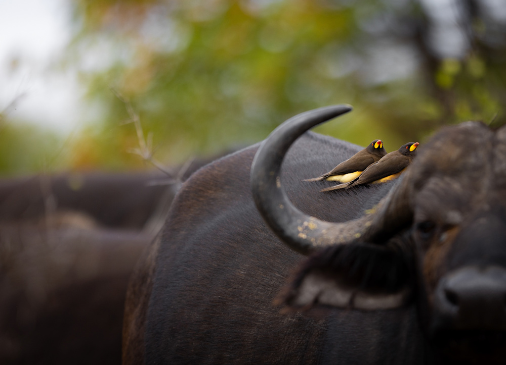 Mathieu Courdesses SKNP