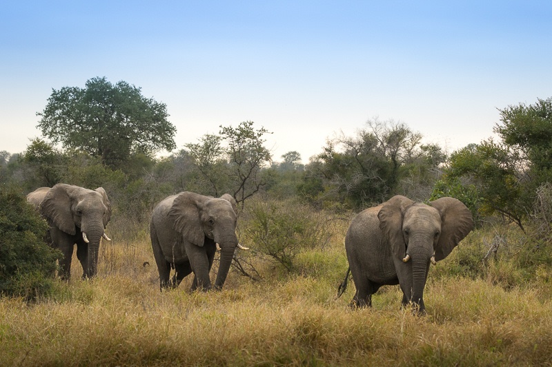 A First-Time Family Safari
