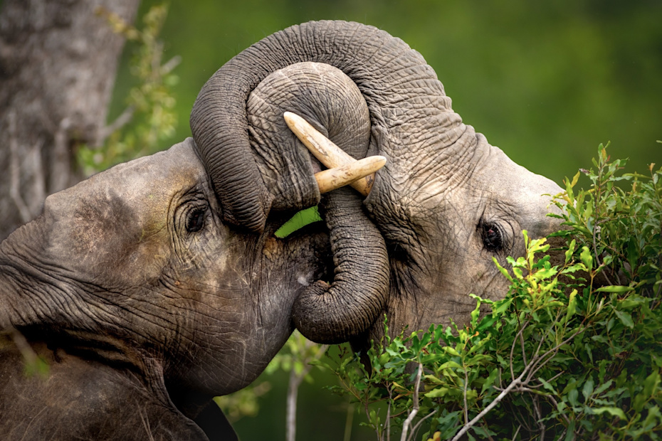 Adolescent male elephants playing
