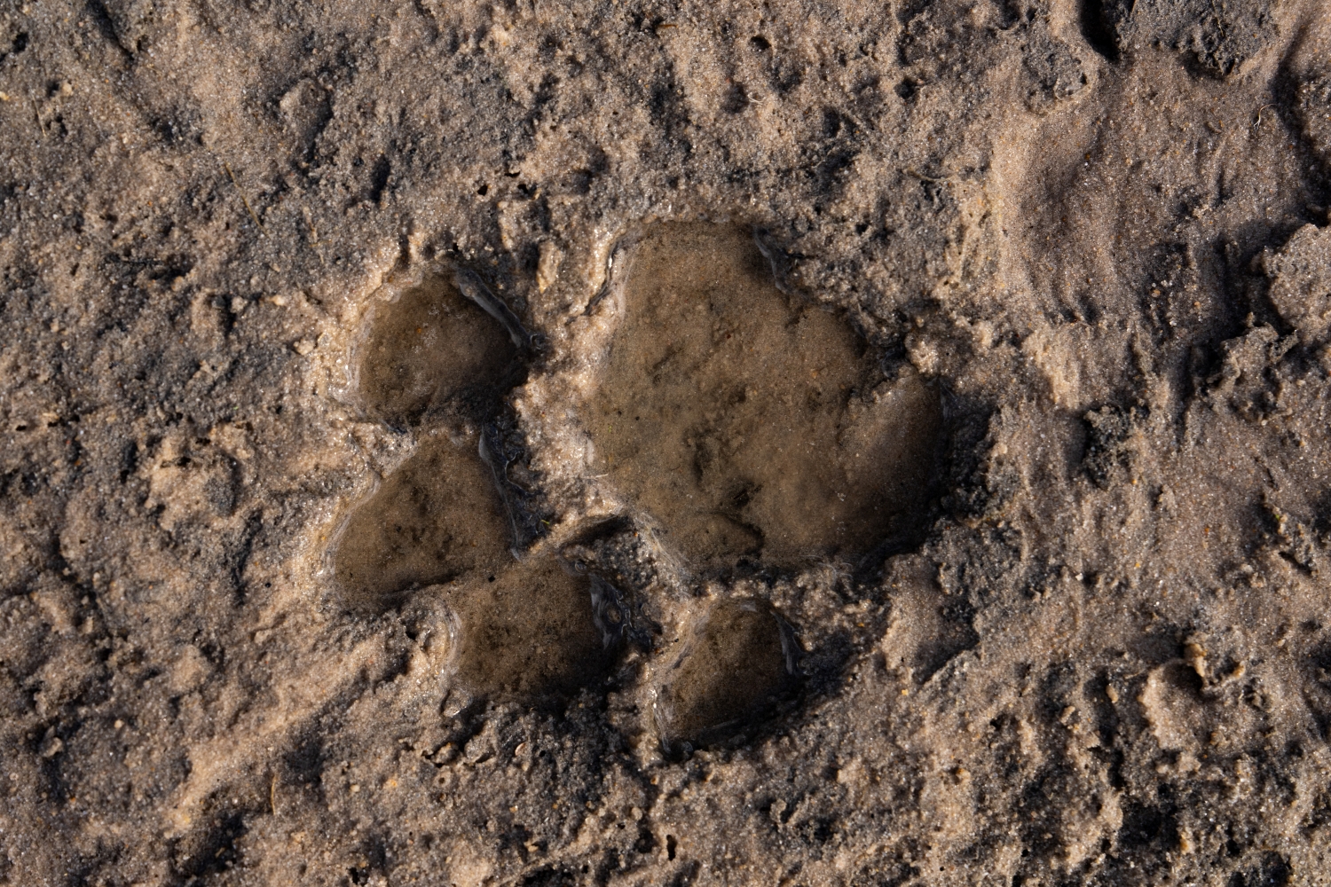 Singita Okavango Delta Lion Track