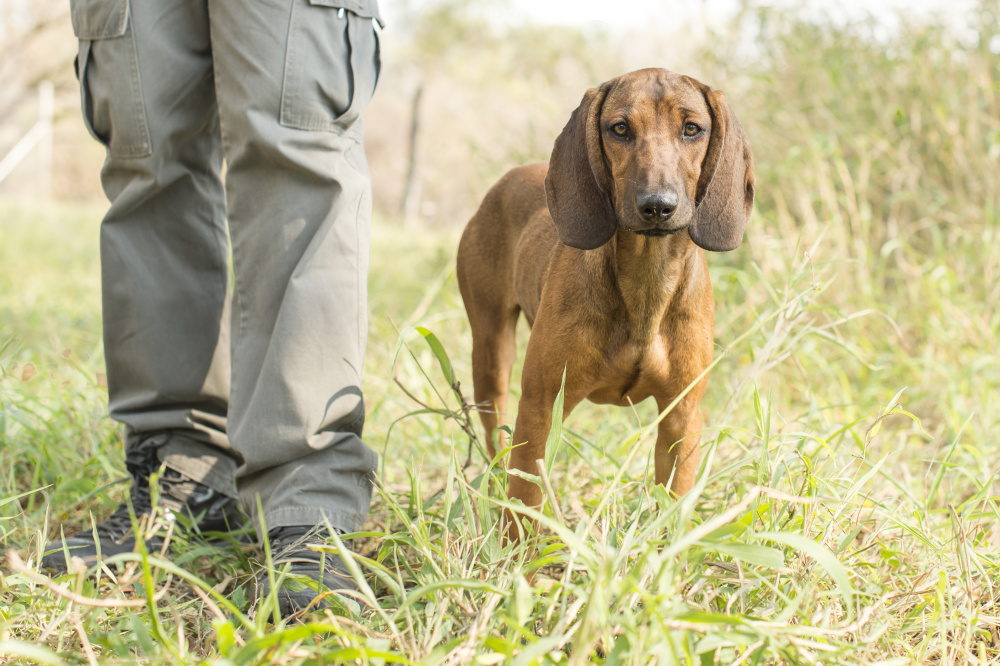 Aside from their exceptional tracking ability, the K9 Unit dogs’ presence alone has proved a powerful deterrent