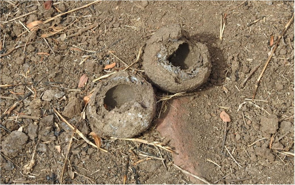 Brood balls – dung balls that were buried by the beetle and dug up by a predator (e.g. honey badger) to eat the larvae.