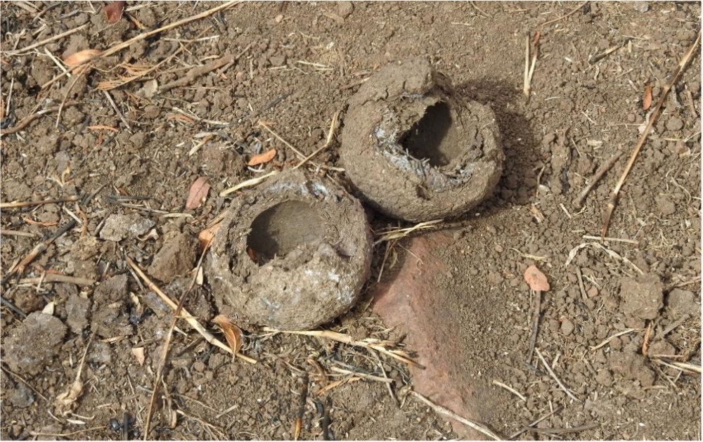 Brood balls – dung balls that were buried by the beetle and dug up by a predator (e.g. honey badger) to eat the larvae.