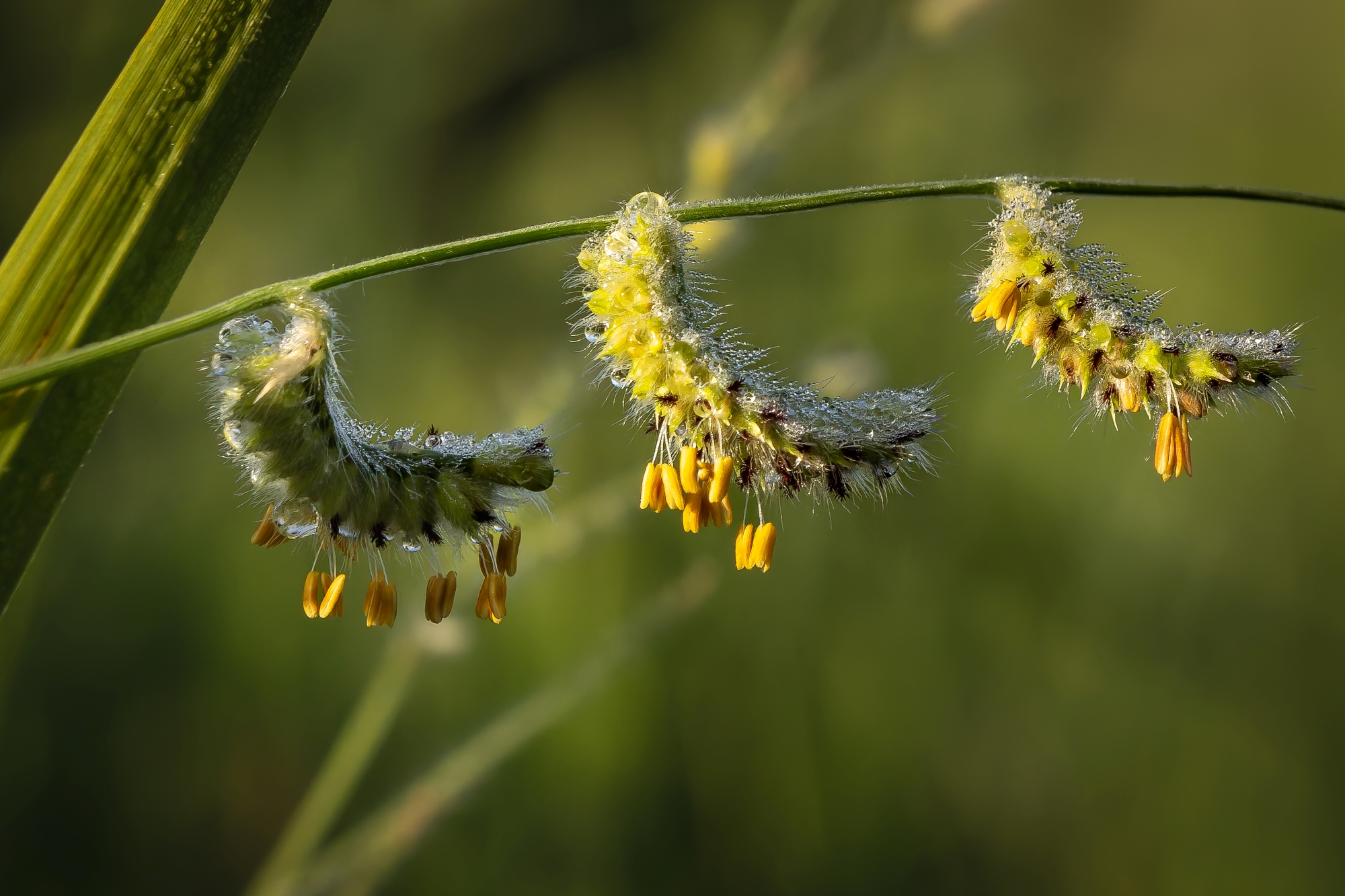 Singita Okavango Delta Grass Flower