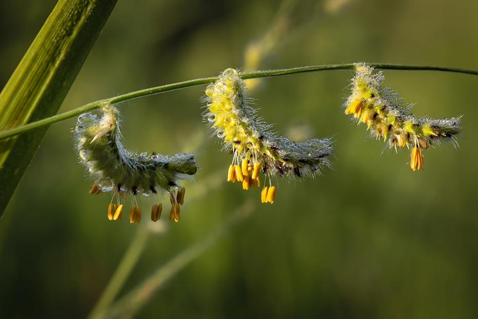 Singita Okavango Delta Grass Flower