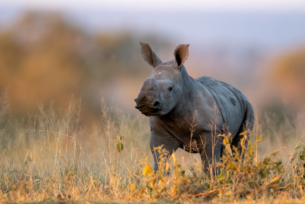 Our conservation partners are engaged in successful rhino conservation programmes across regions