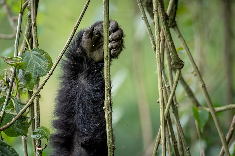 After an hour observing your assigned gorilla family, you'll make your way down and back to the lodge to reflect on this remarkable encounter