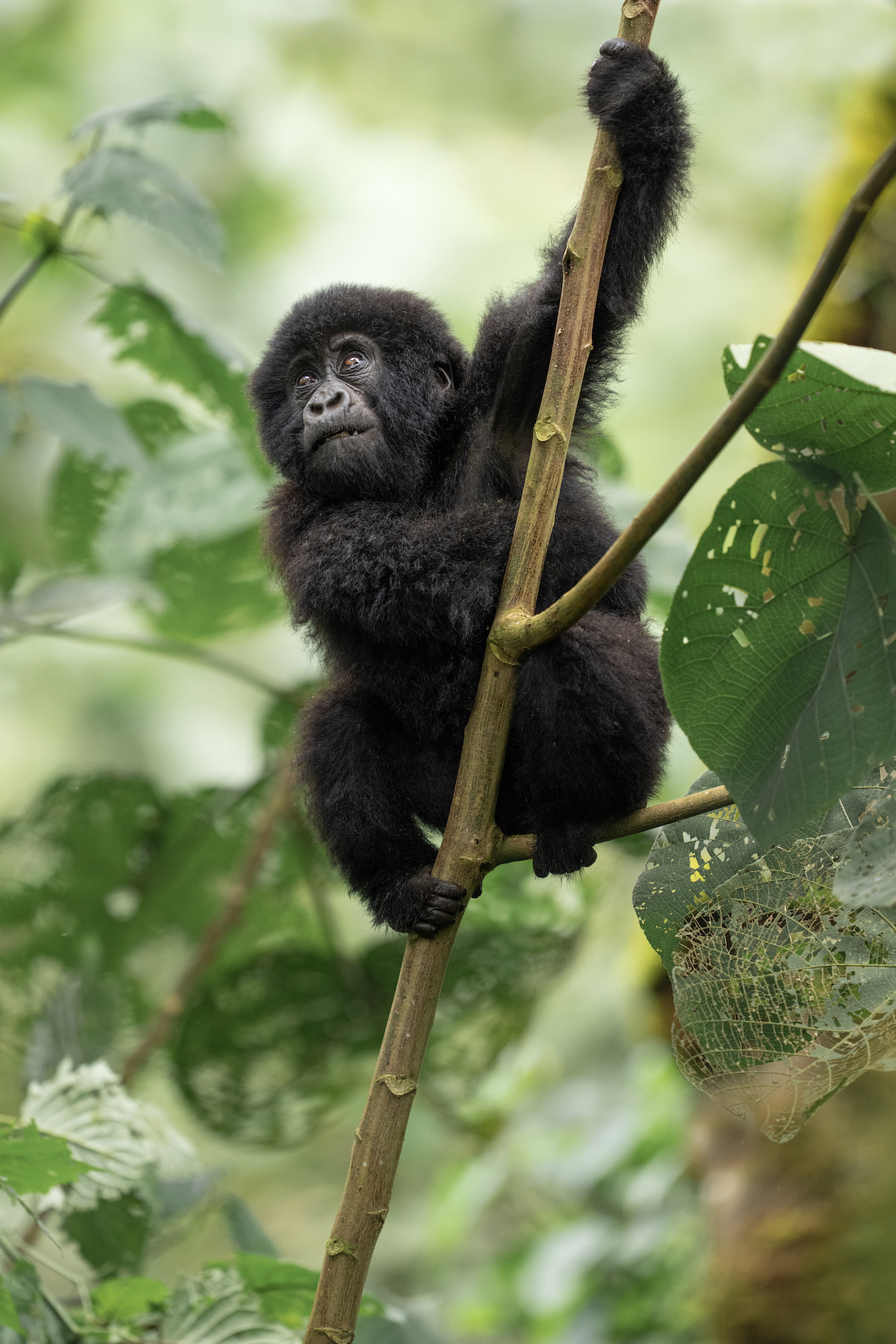 Ubumwe Women's Trail