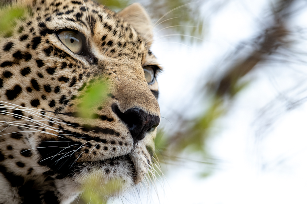Conservation SOS: Africa's Leopards Battling Extinction