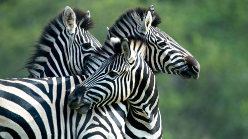 Zebras, Kruger National Park