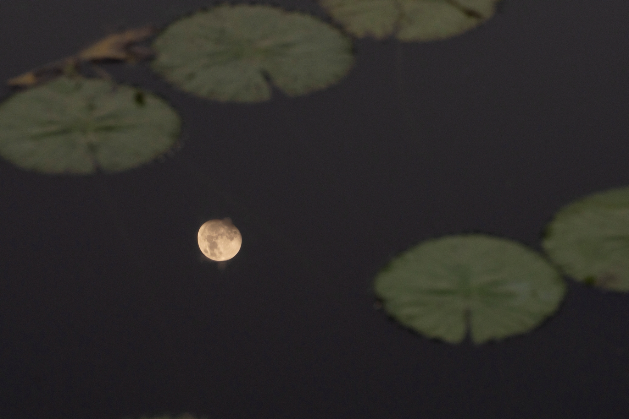 Moon with Lillies