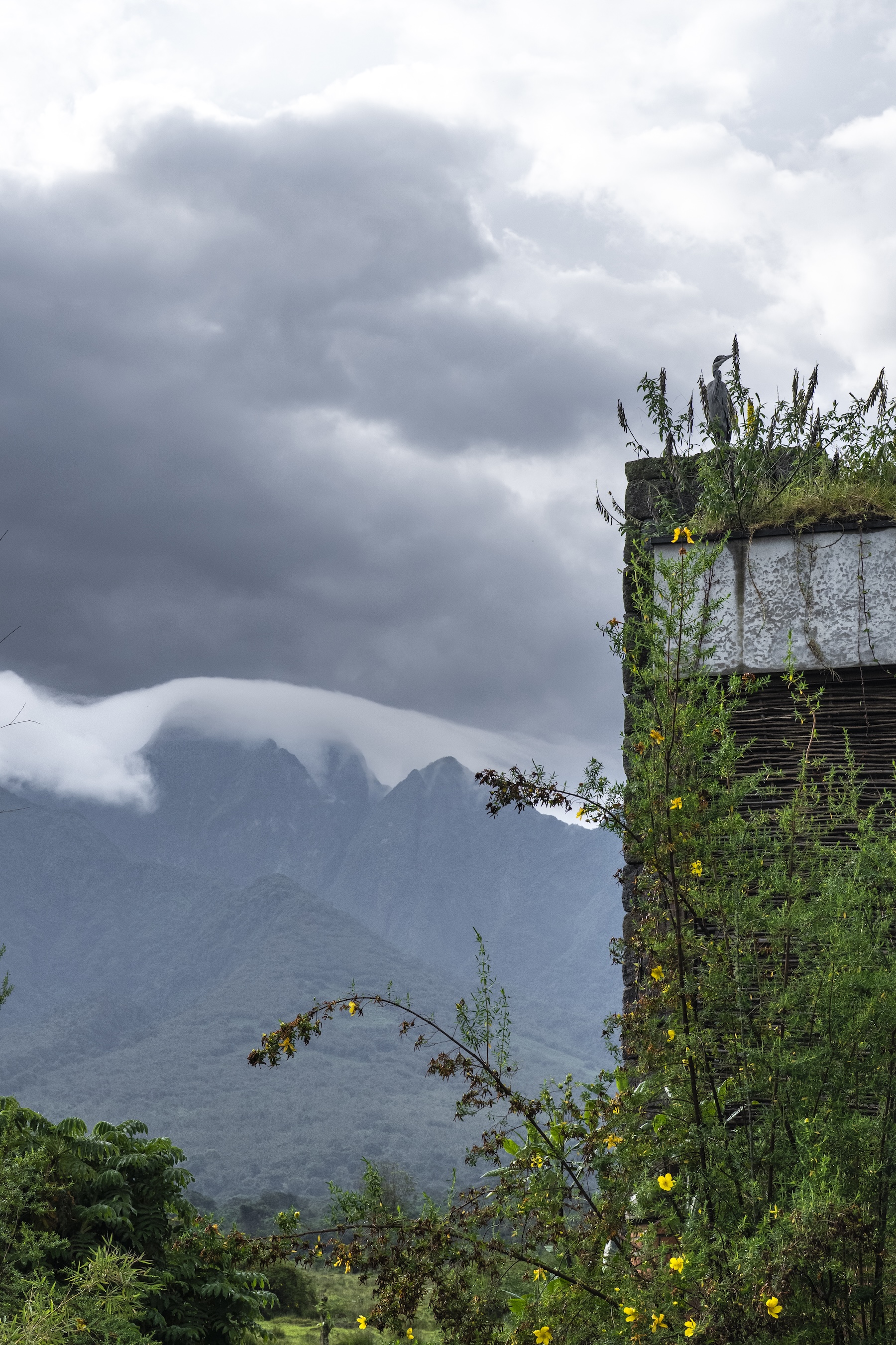 Rewilding Rwanda