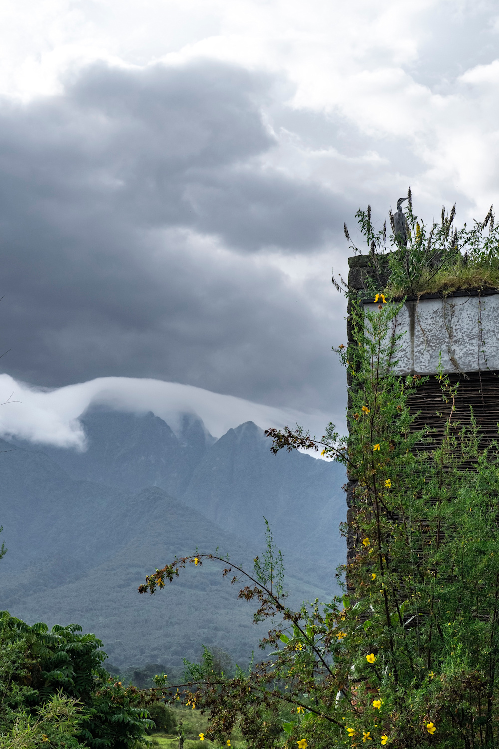 Rewilding Rwanda