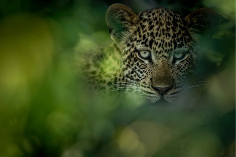 African Wildlife | Singita