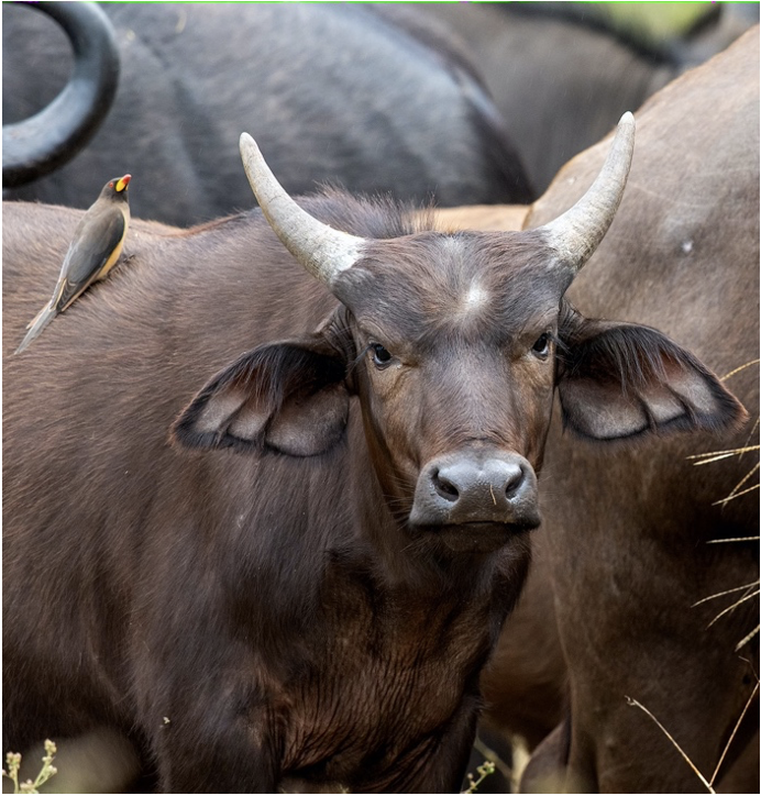 buffalo-horns-singita