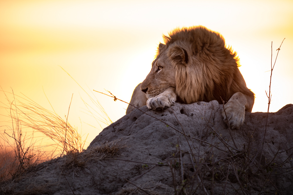 Two of the continent's most iconic safari destinations, both South Africa and Zimbabwe offer a life-changing game-viewing experience 