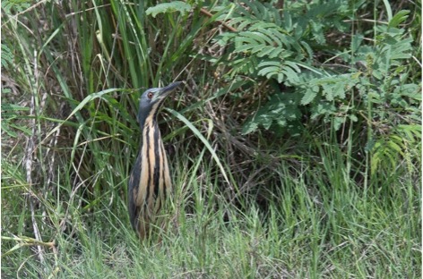Dwarf bittern