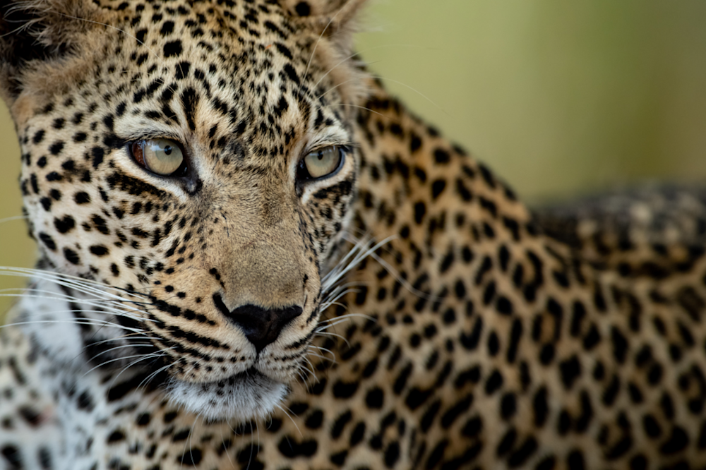 Conservation SOS: Africa's Leopards Battling Extinction