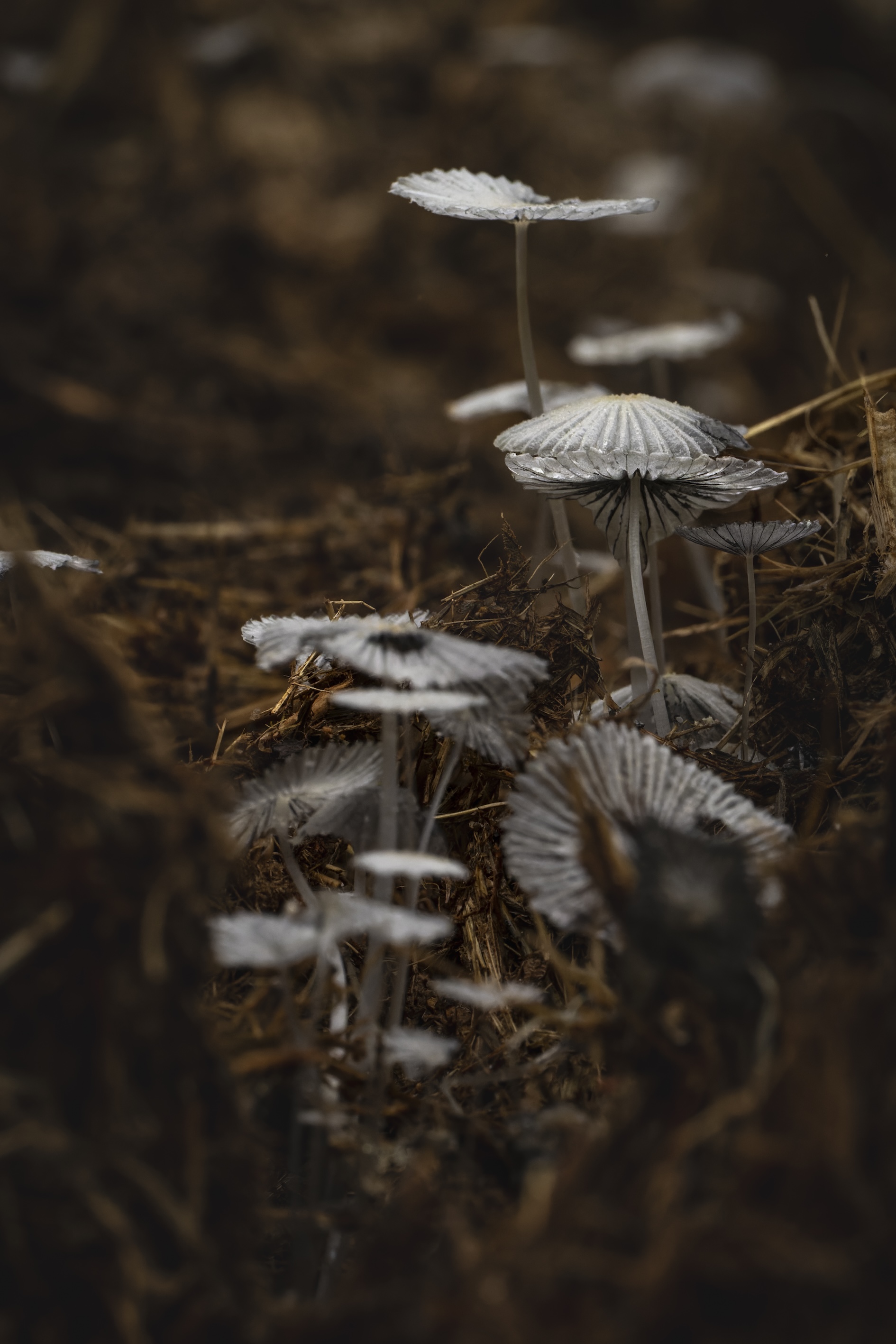 Mushrooms in a forest