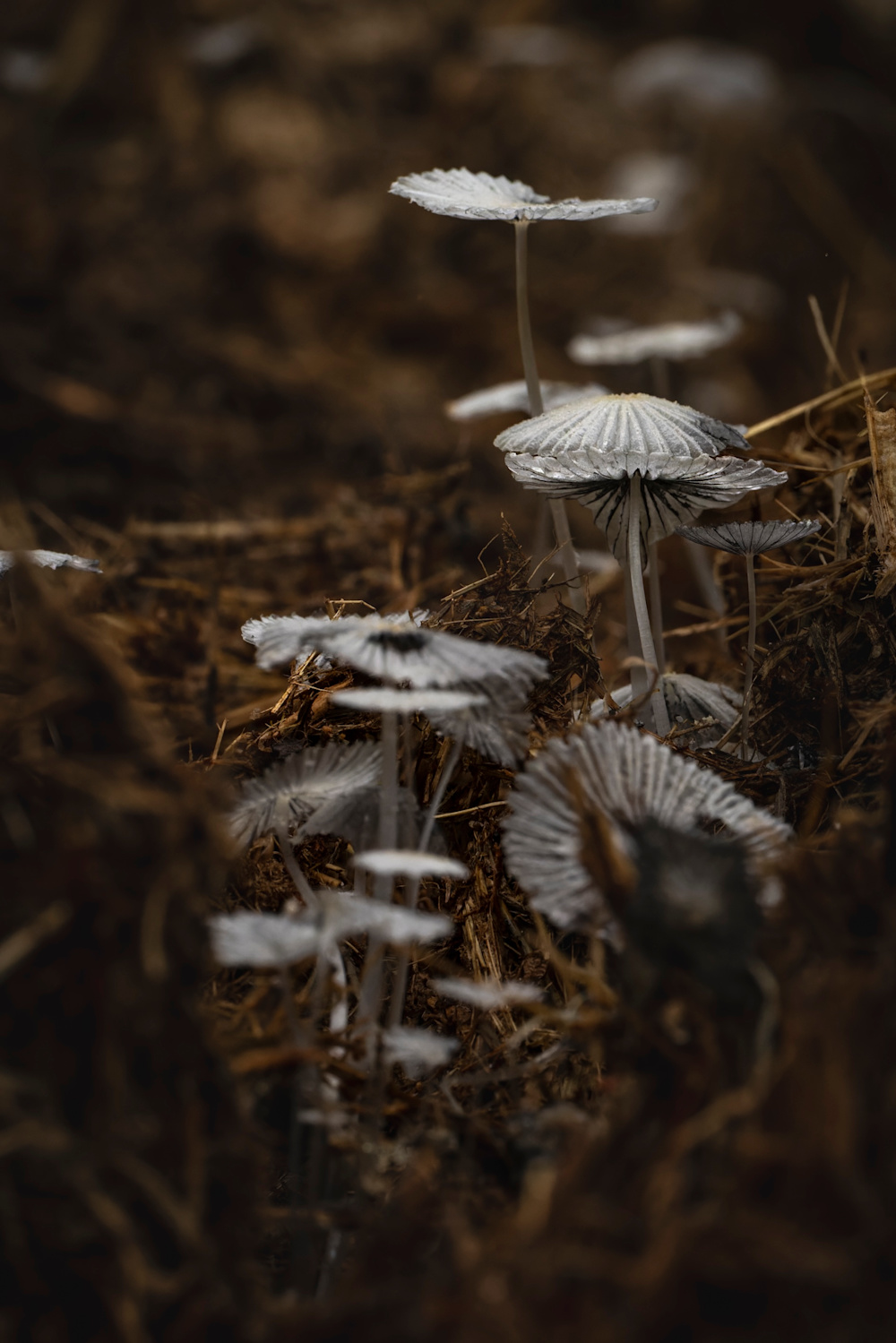 Mushrooms in a forest