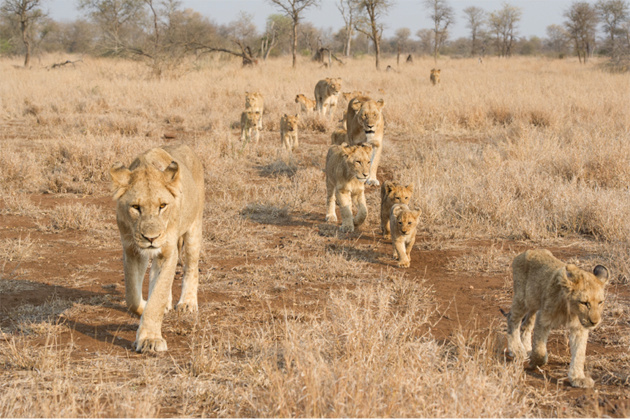 Singita Kruger National Park Lions