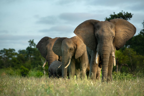 Elephant herd, Sabi Sand