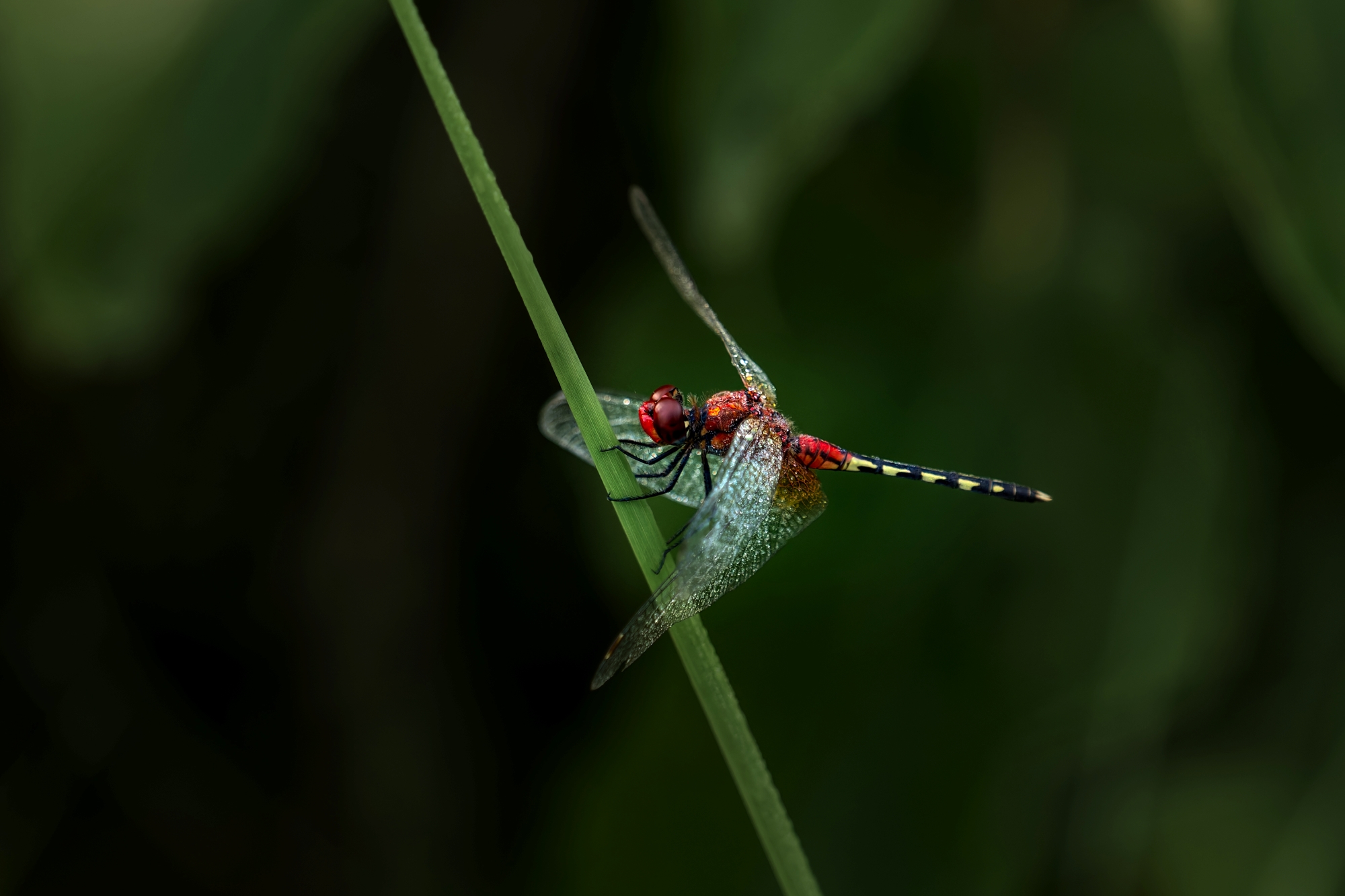Singita Okavango Delta Dragon Fly
