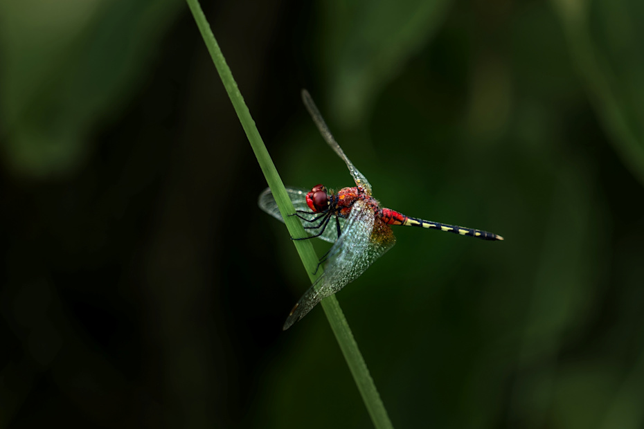 Singita Okavango Delta Dragon Fly