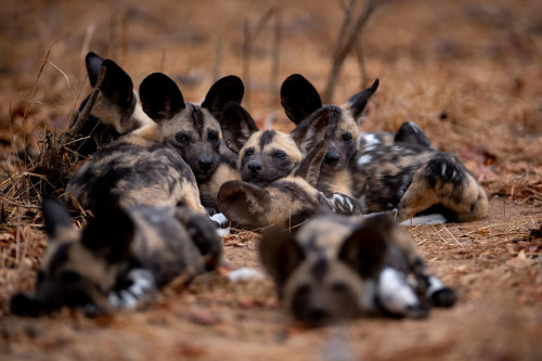 African wild dog, Sabi Sand