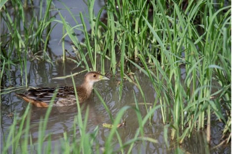 Striped crake shows itself