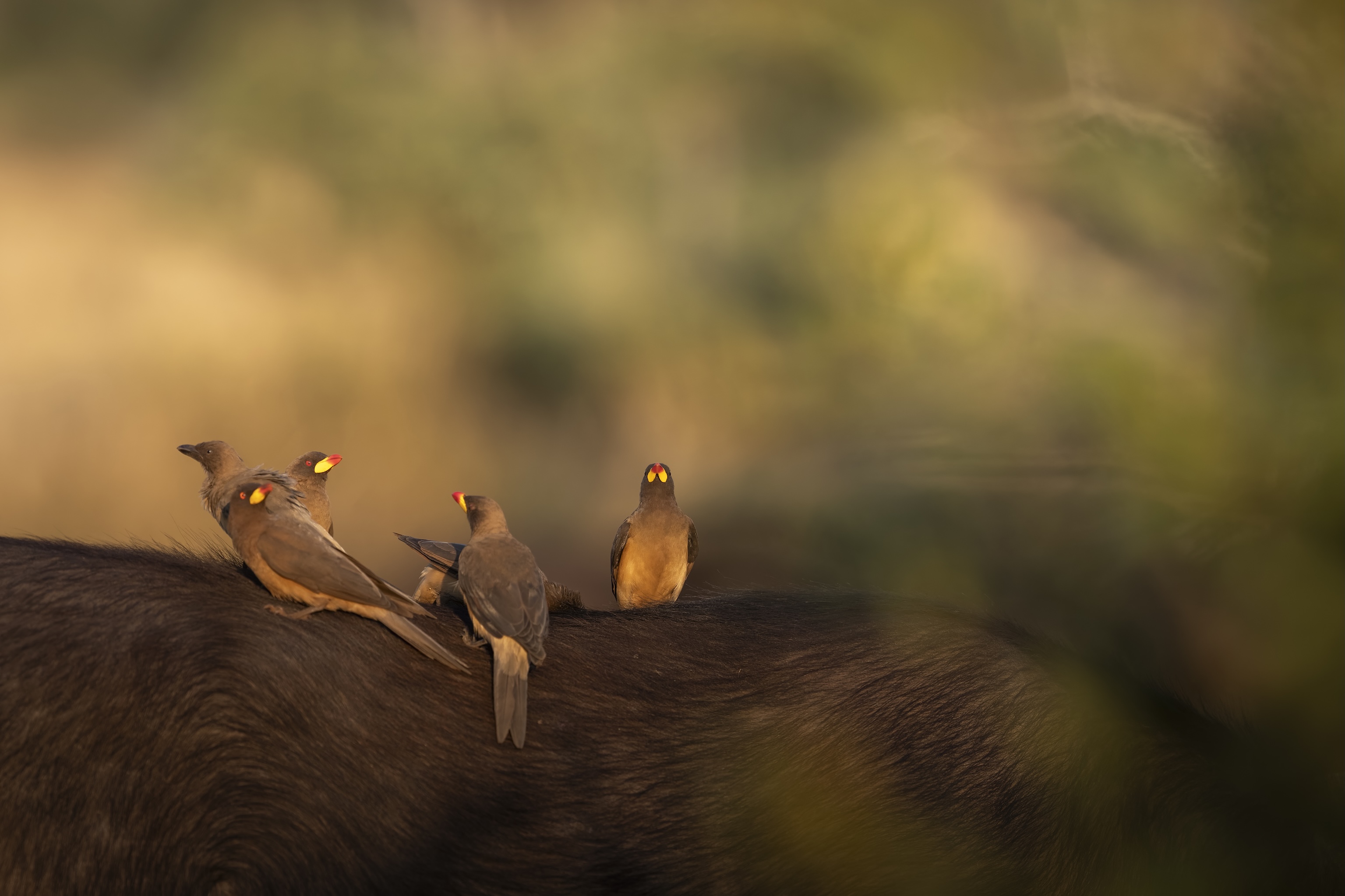 Gadmel Kimaro on symbiosis