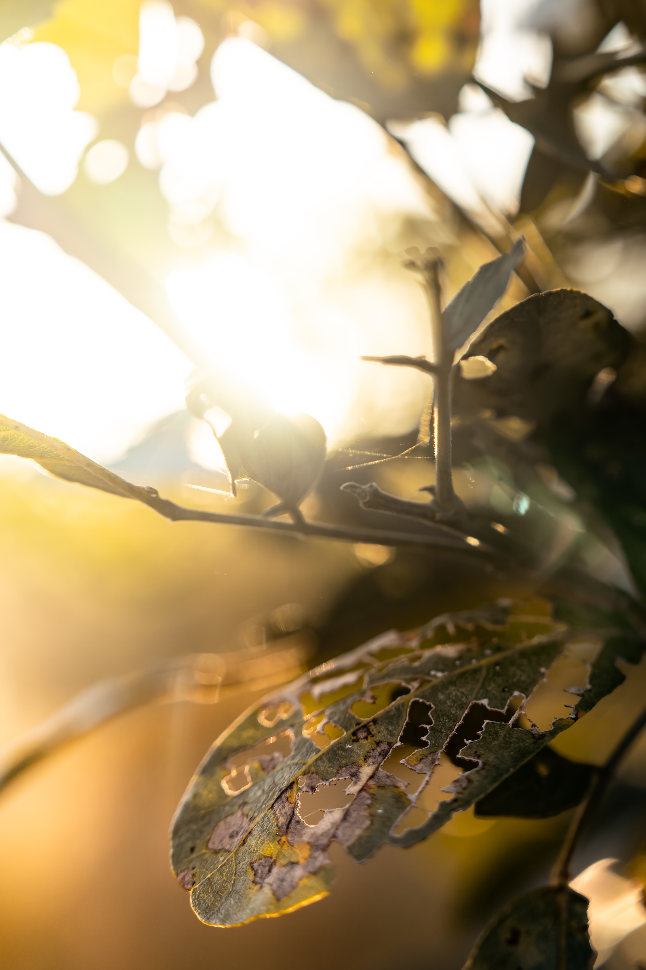 Bird song at dawn