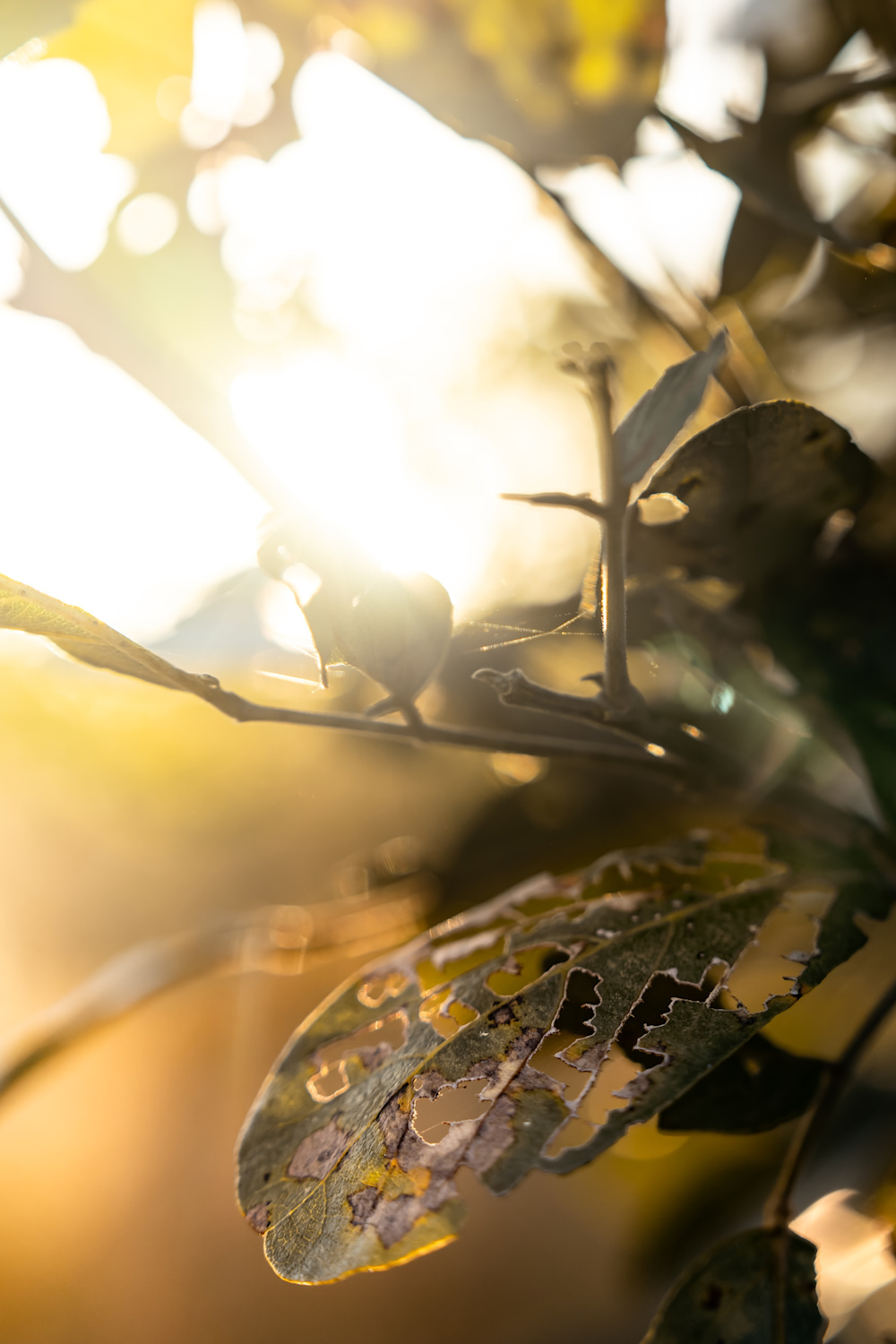 Bird song at dawn