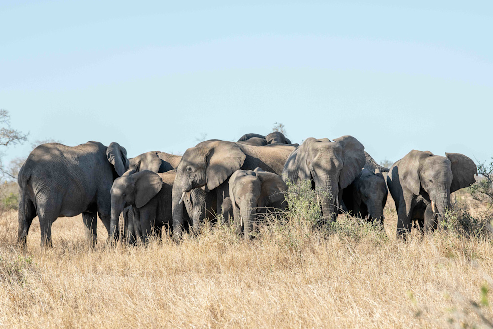 Elephants in the Kruger National Park