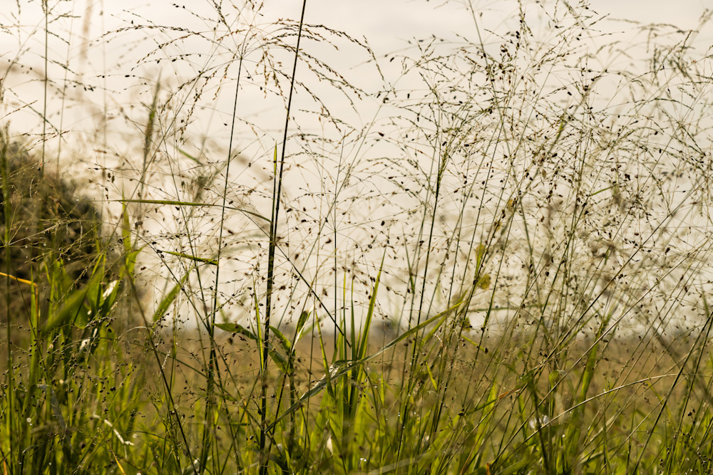 Our Guides, Trackers and Conservationists know the land they work on intimately and impart their knowledge to guests