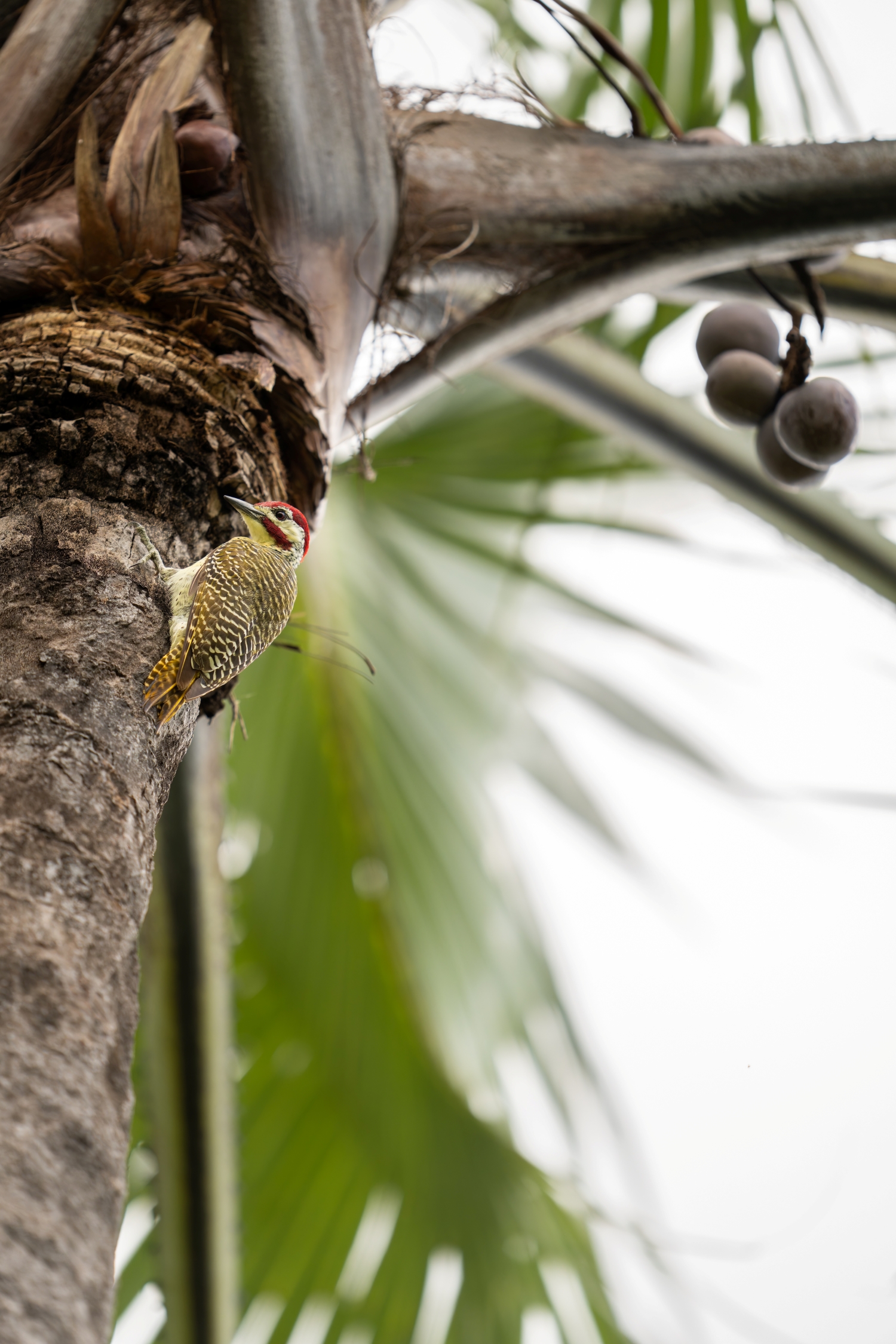 Singita Okavango Delta Woodpecker