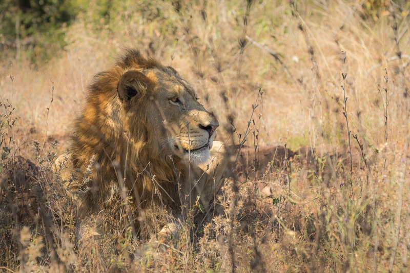 A First-Time Family Safari