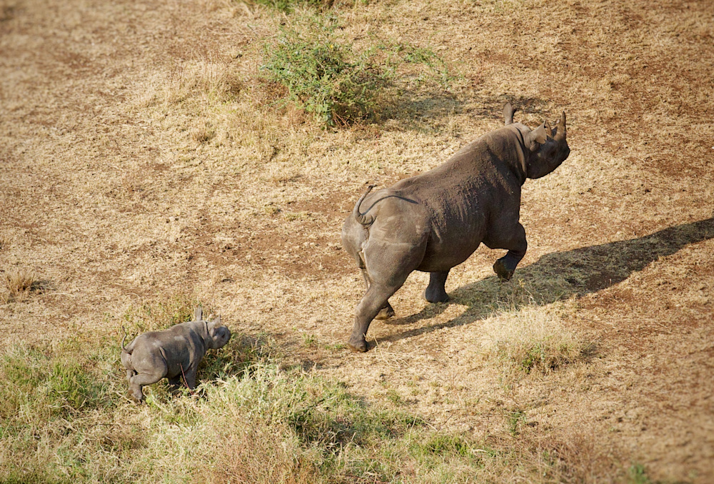 The birth of a rhino calf in the new satellite herd was a major milestone in the project. Photo: Stephen Cunliffe