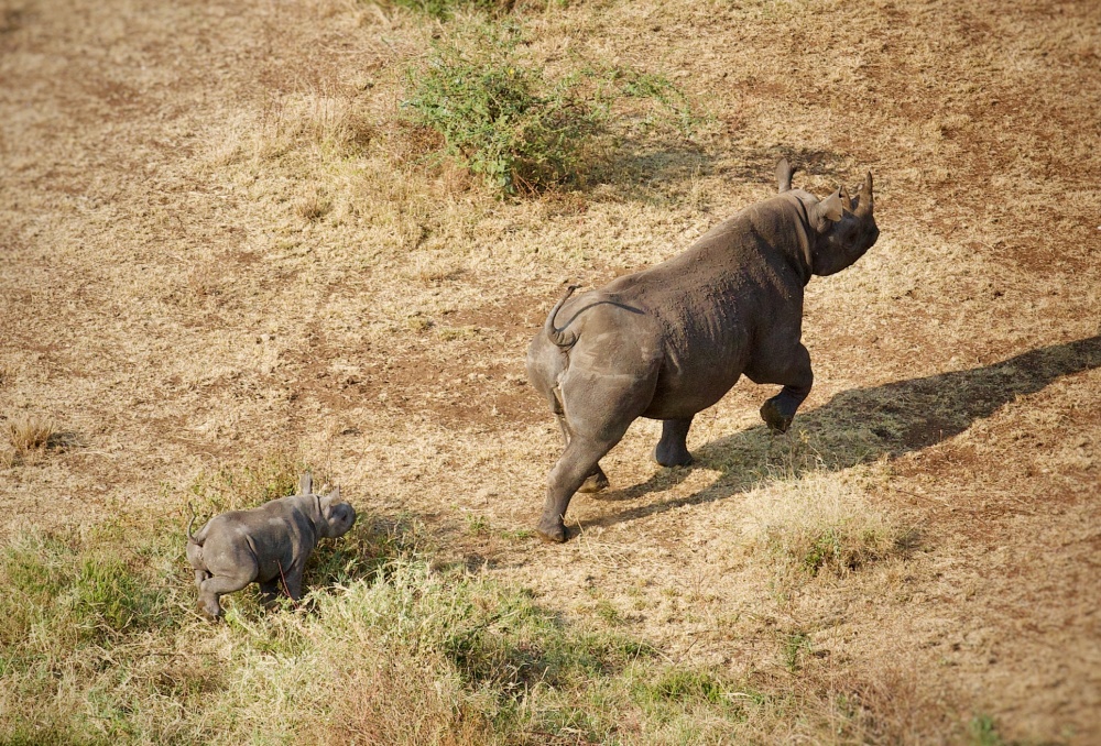 The birth of a rhino calf in the new satellite herd was a major milestone in the project. Photo: Stephen Cunliffe   