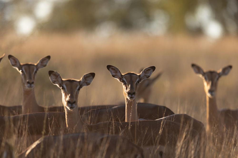 Mathieu Courdesses SKNP