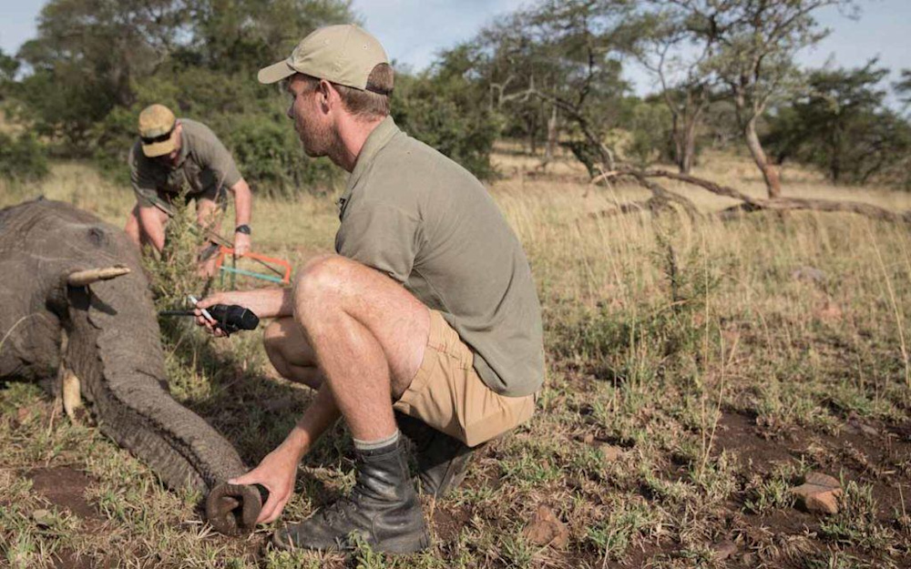 Proactive Conservation: The Singita Grumeti Elephant Collaring Project
