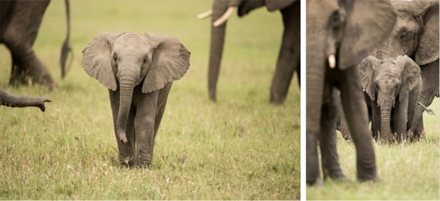 Elephants in the Serengeti - Singita Grumeti