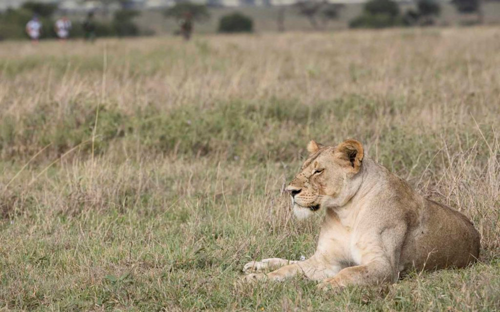 The Serengeti Girls Run: Striving Towards a Common Goal