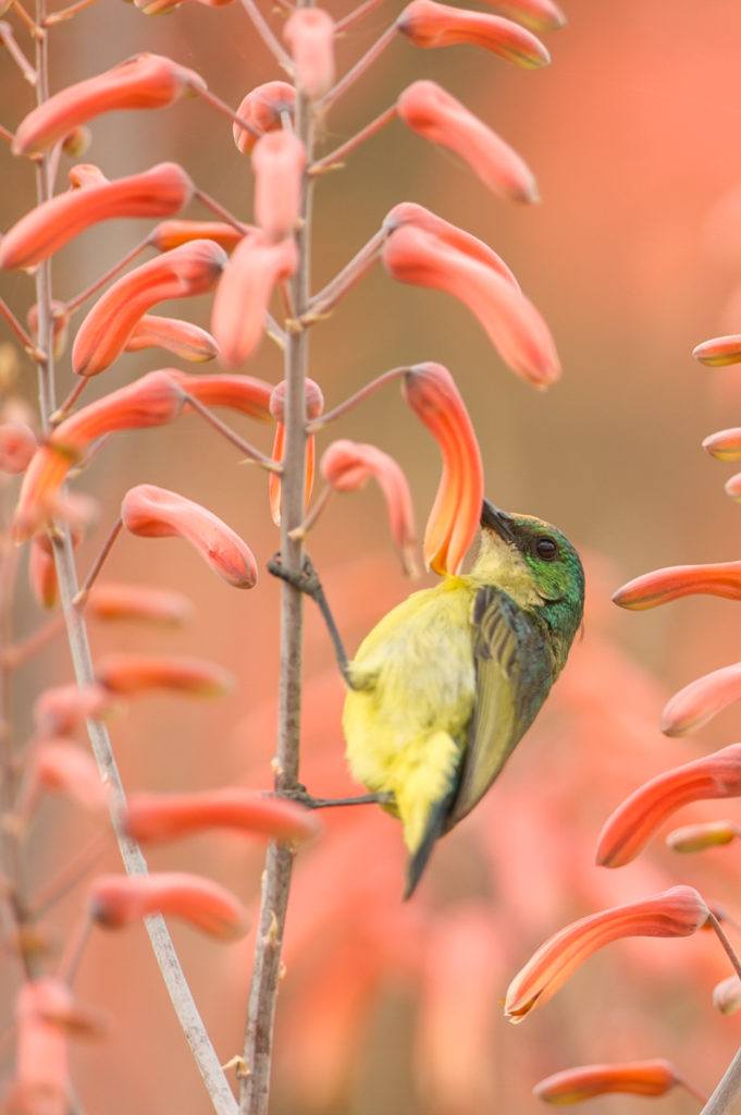 Singita Sweni Lodge: A Remarkable Reinvention