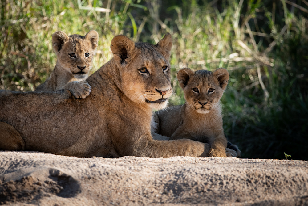 The success of conservation efforts relies on cooperation from governments, the private sector and individuals, all working together to protect vulnerable species