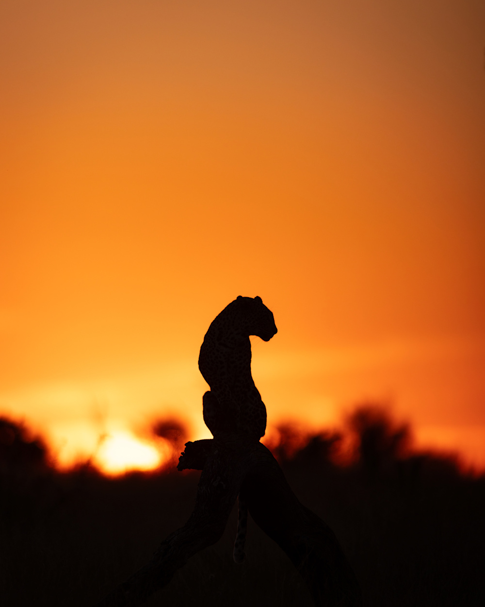 Mathieu Courdesses SKNP