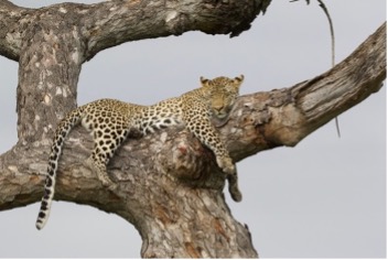 The Shangwa male leopard sleeping on a Marula tree branch. Photo by Kirsten Tinkler